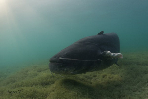 Well Catfish, (Silurus glanis) by Sven Tramaux 